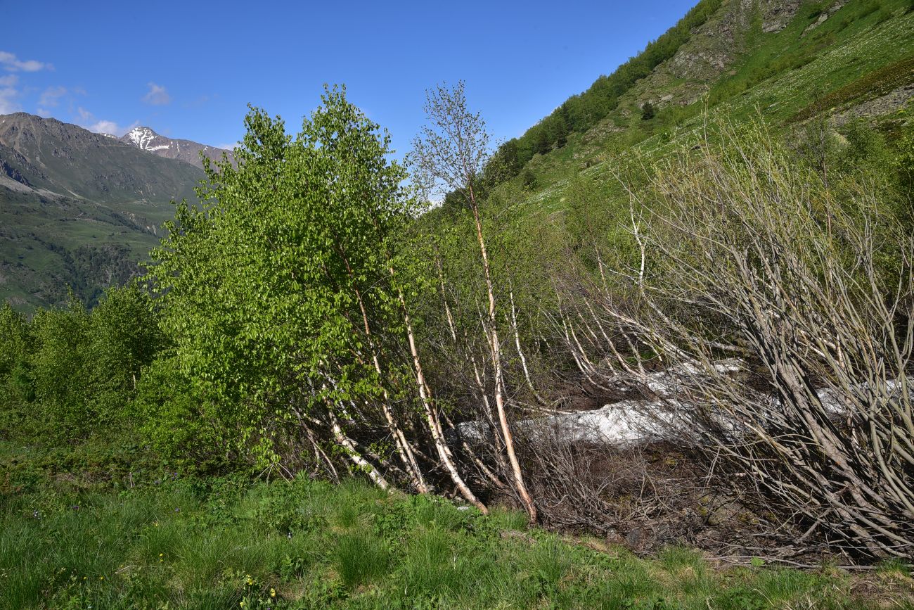 Река Когутайка, image of landscape/habitat.