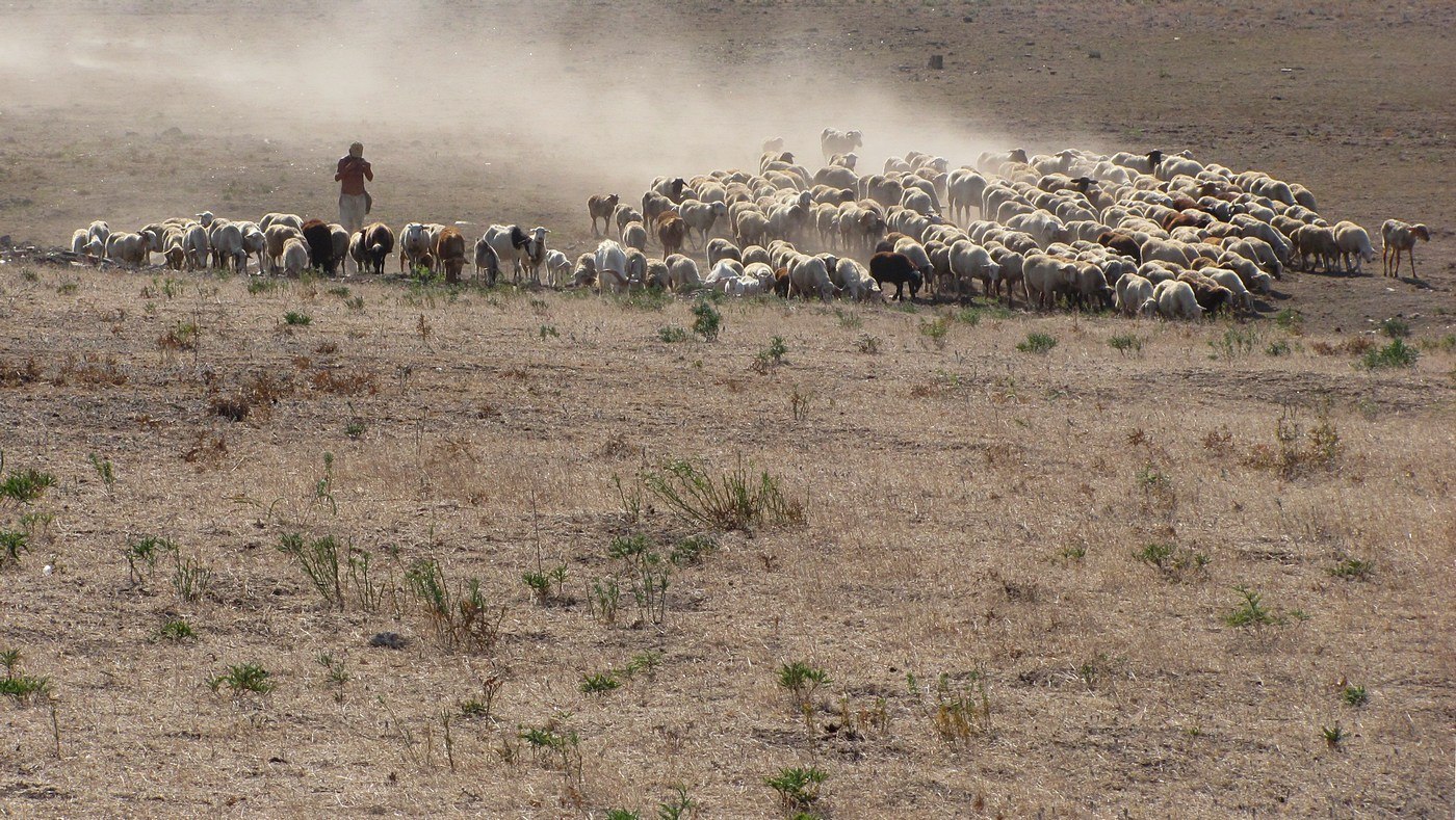 Донузлав, image of landscape/habitat.