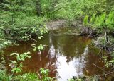 Заповедник "Кологривский лес", image of landscape/habitat.