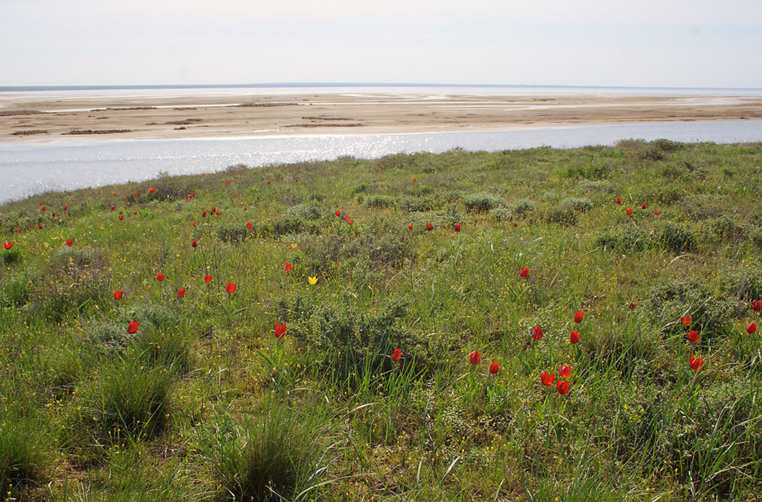 Эльтон, image of landscape/habitat.