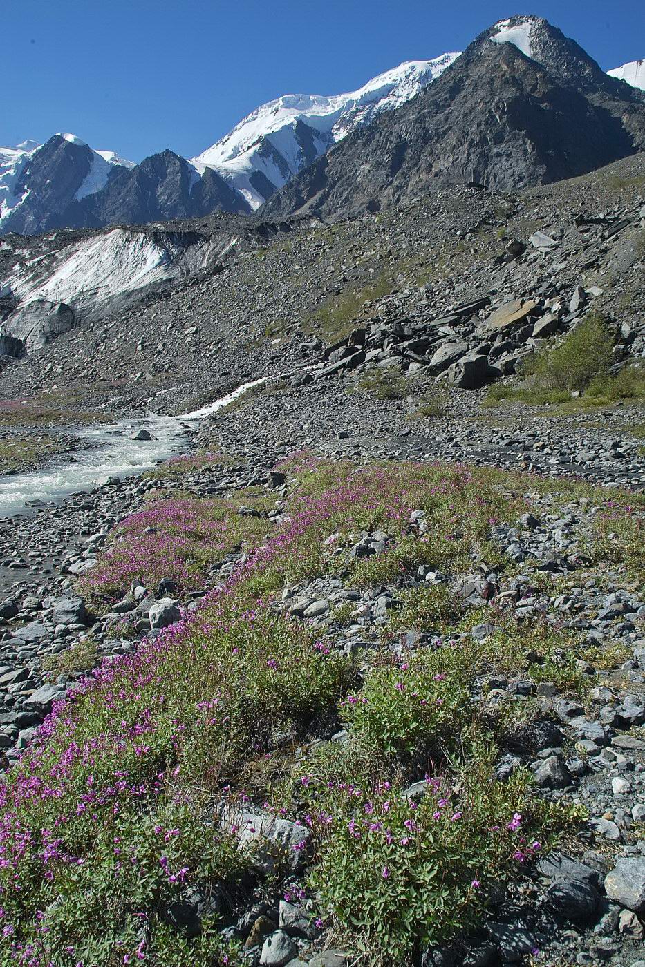 Машей, image of landscape/habitat.