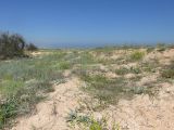 Окрестности Песочного, изображение ландшафта.
