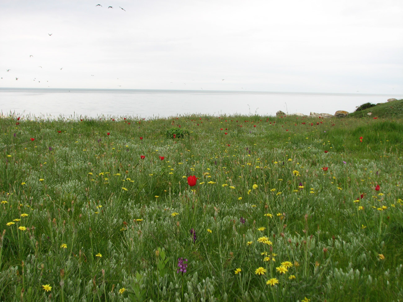 Караларская степь, image of landscape/habitat.