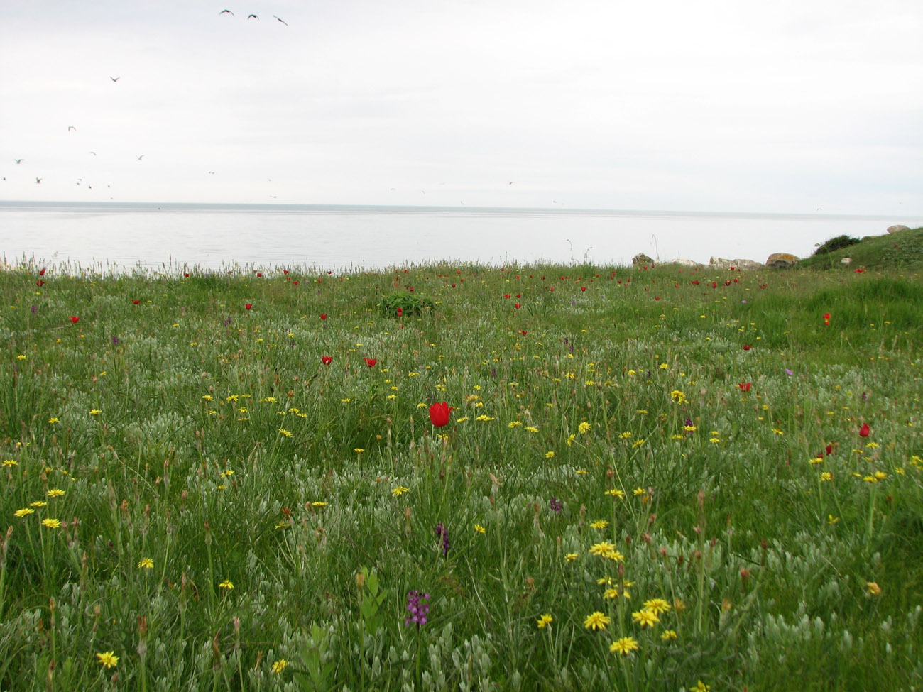 Караларская степь, image of landscape/habitat.