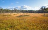 Толвоярви, image of landscape/habitat.