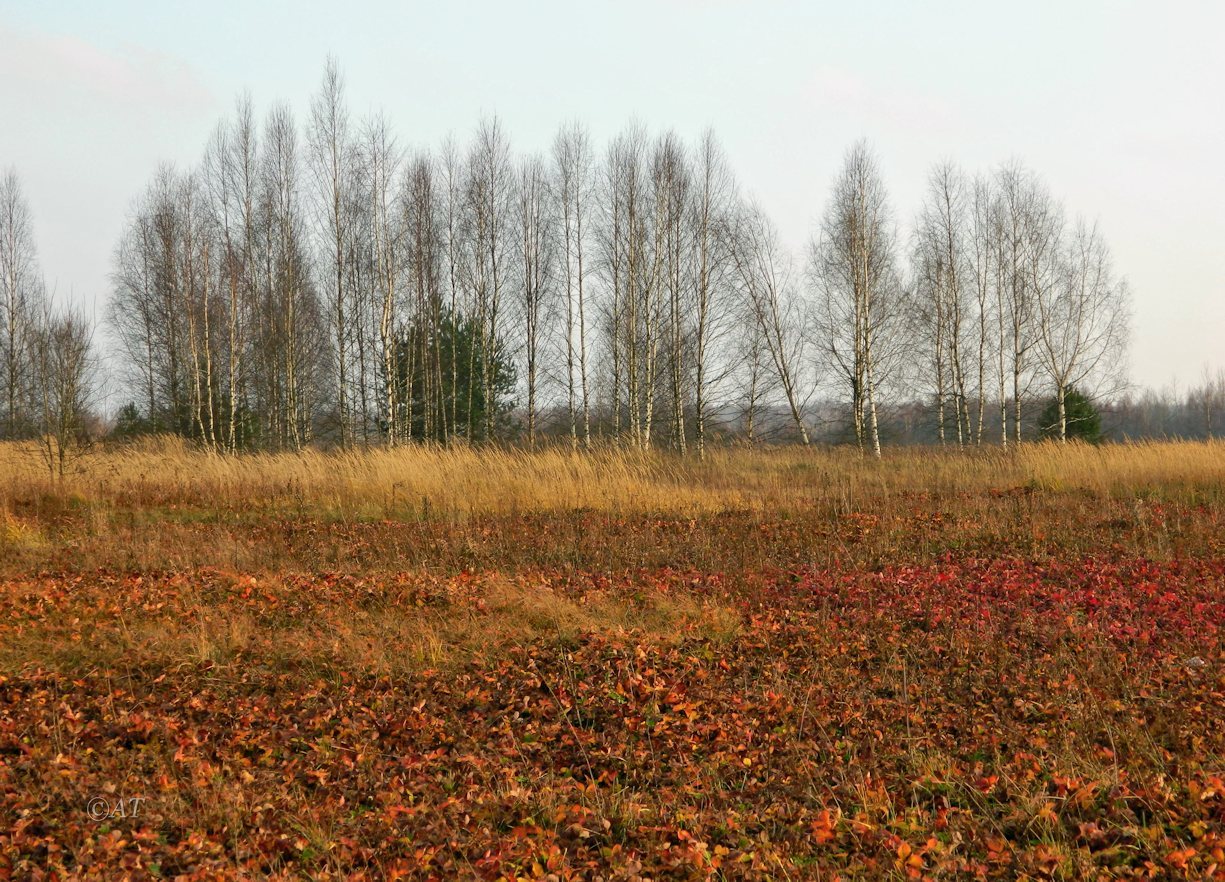 Верховья Каспли, image of landscape/habitat.