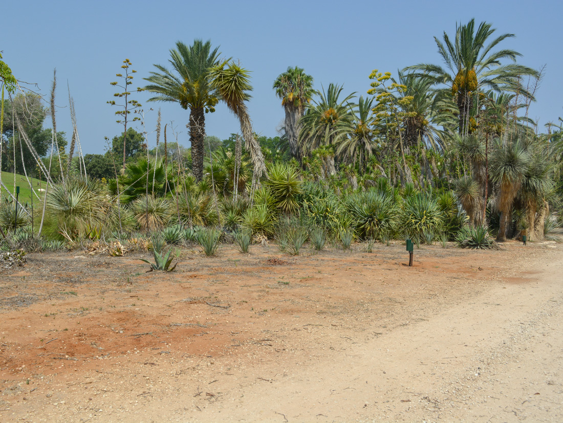 Сад кактусов, image of landscape/habitat.