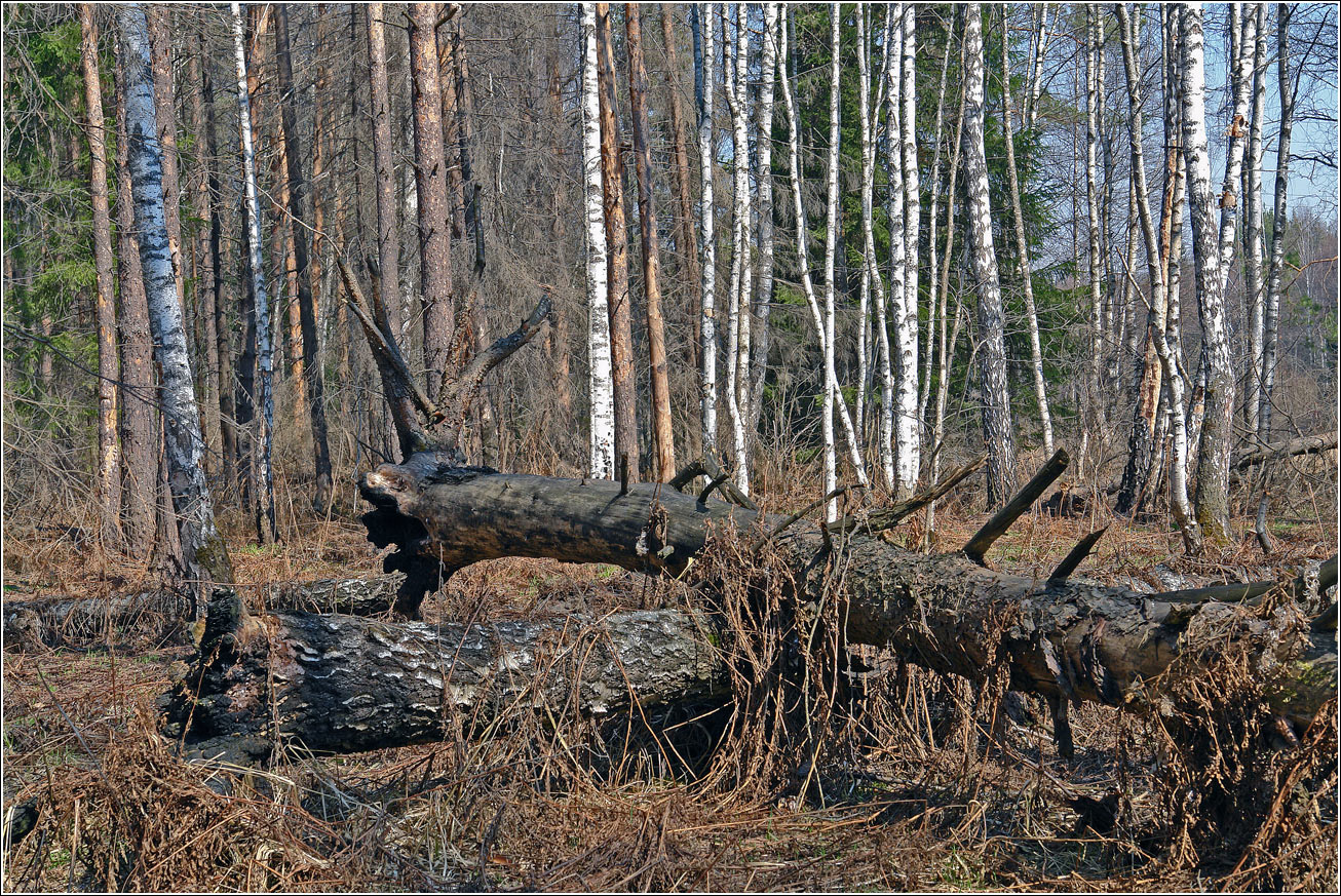 Окрестности Хрипани, image of landscape/habitat.