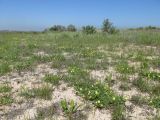 Окрестности Песочного, image of landscape/habitat.