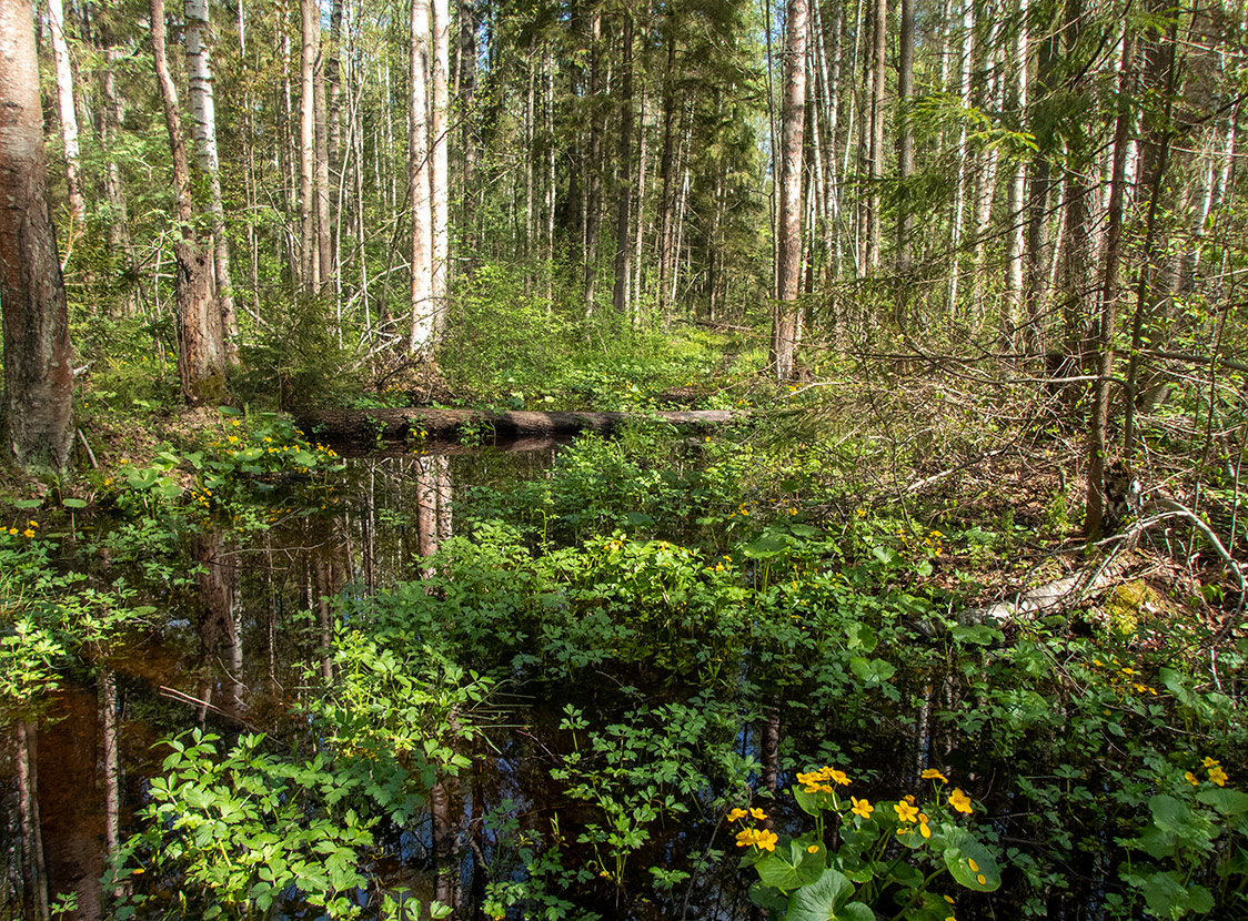 Ларцево, image of landscape/habitat.