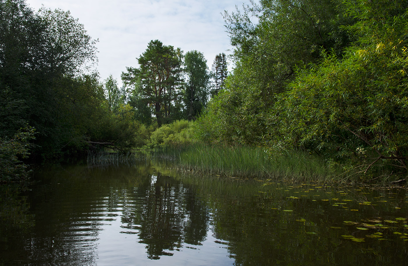 Окрестности посёлка Березники, image of landscape/habitat.