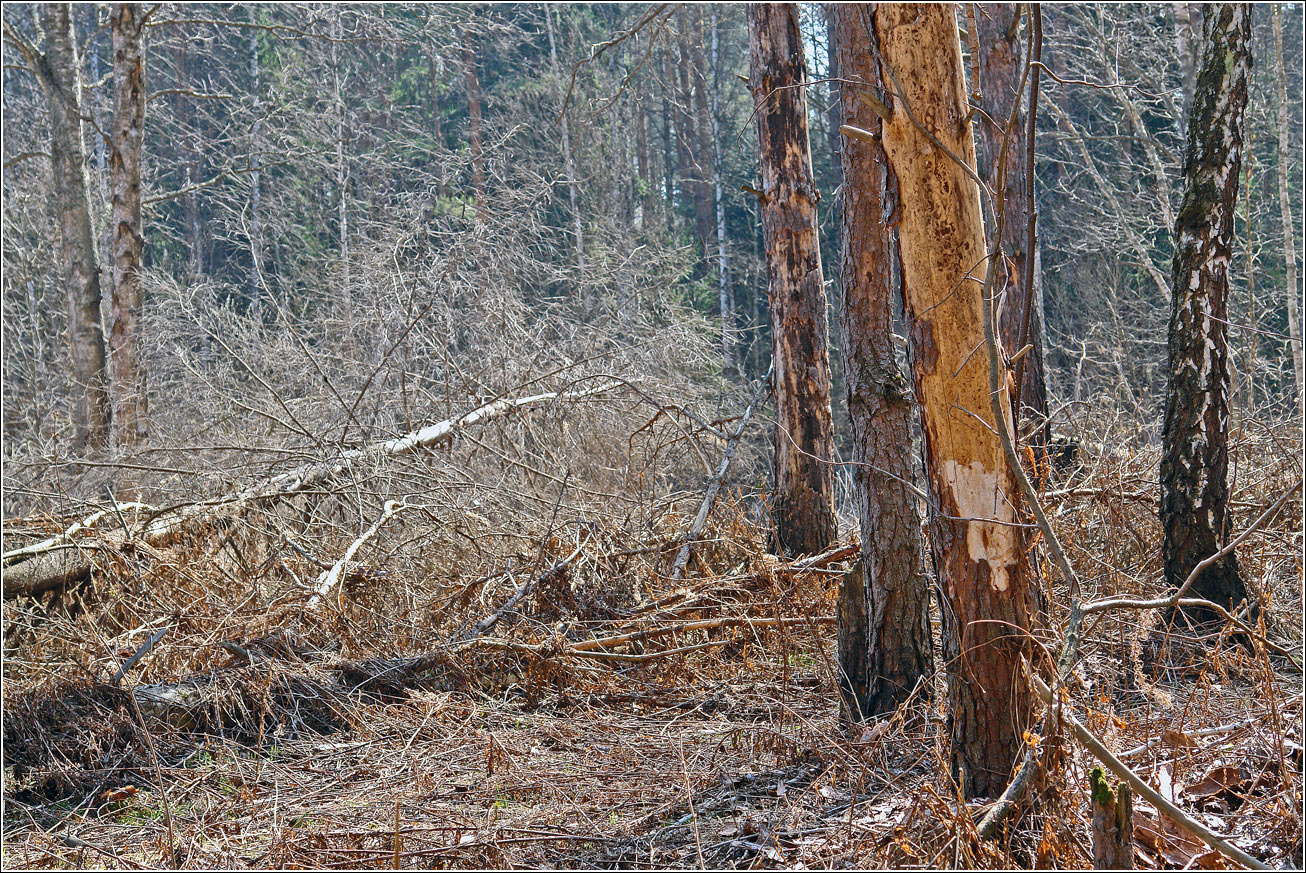 Окрестности Хрипани, image of landscape/habitat.