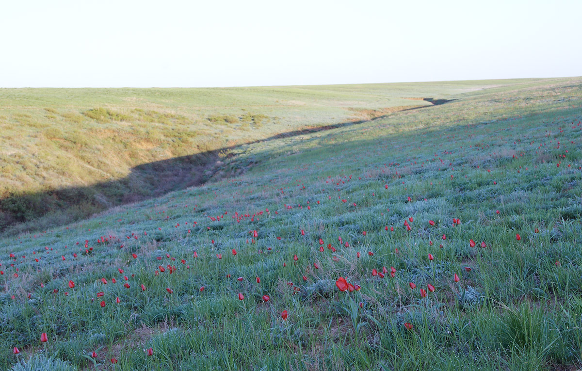 Эльтон, image of landscape/habitat.
