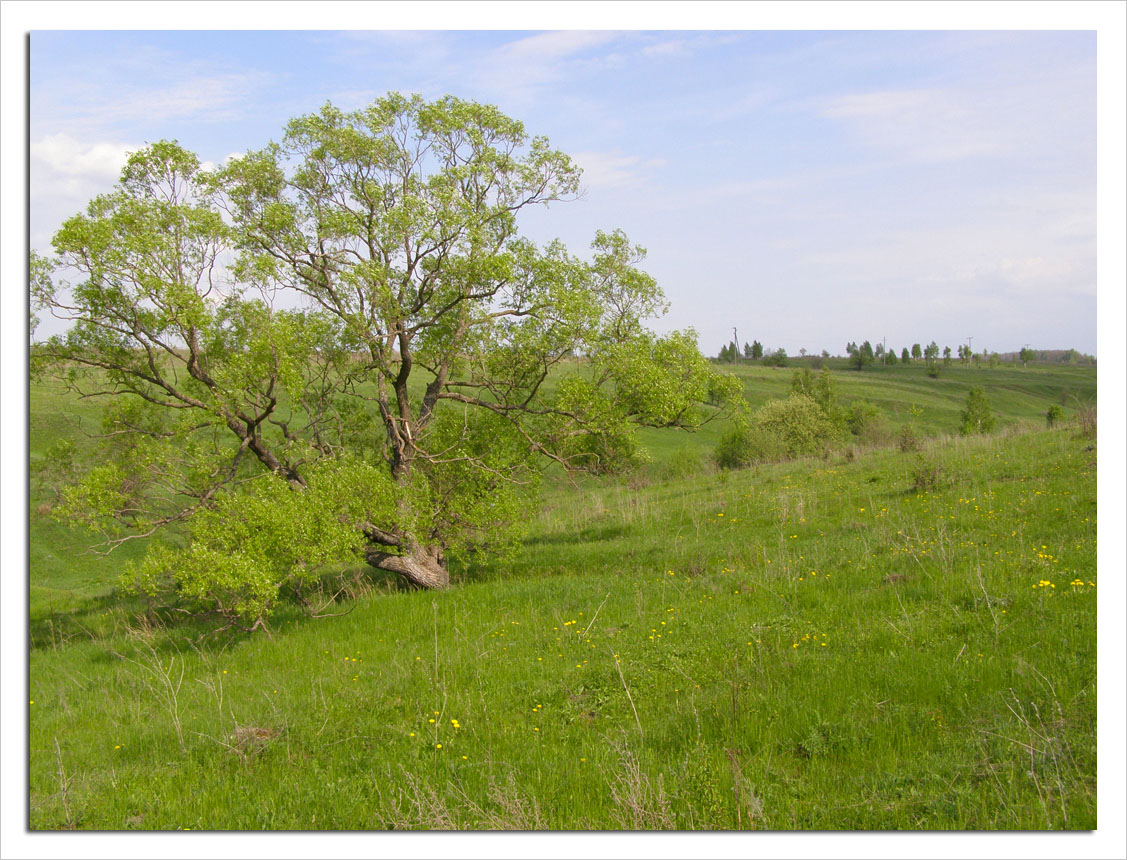 г. Орёл, image of landscape/habitat.