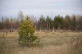 Большое Каринское Болото, image of landscape/habitat.