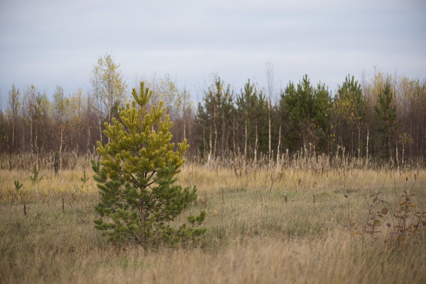 Большое Каринское Болото, image of landscape/habitat.