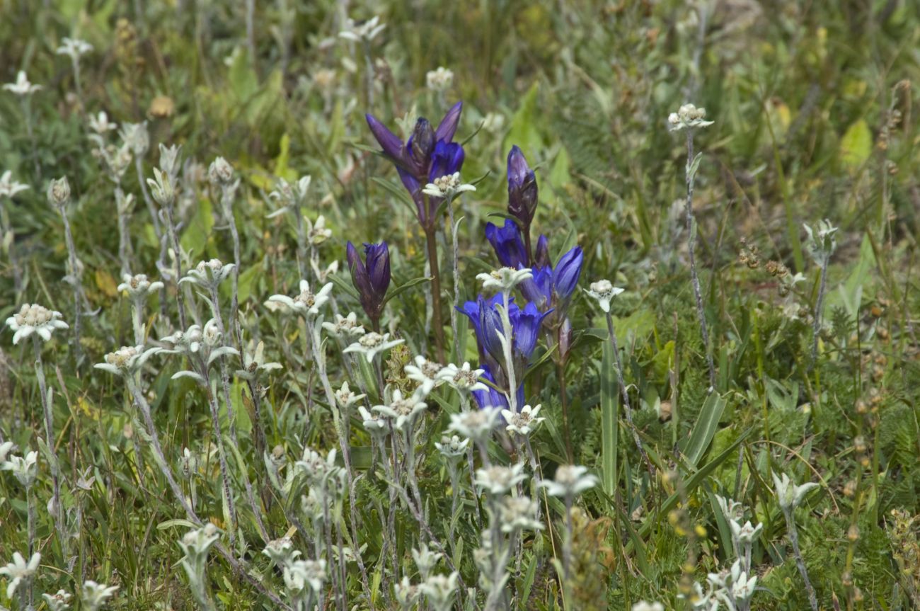 Долина Цаган-Гол, image of landscape/habitat.