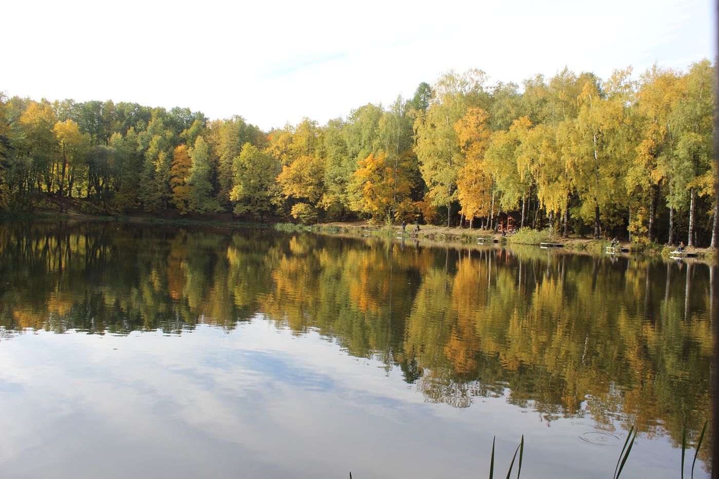 Битцевский лес, image of landscape/habitat.