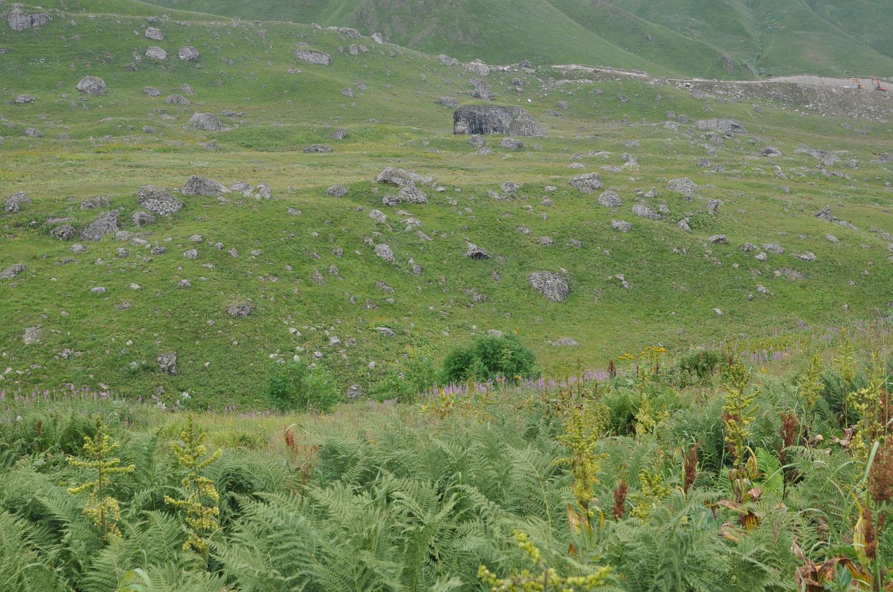 Долина реки Вулелаури, image of landscape/habitat.