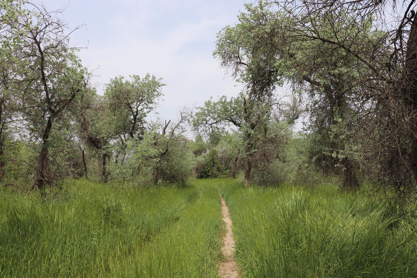 Дальверзинская степь, image of landscape/habitat.