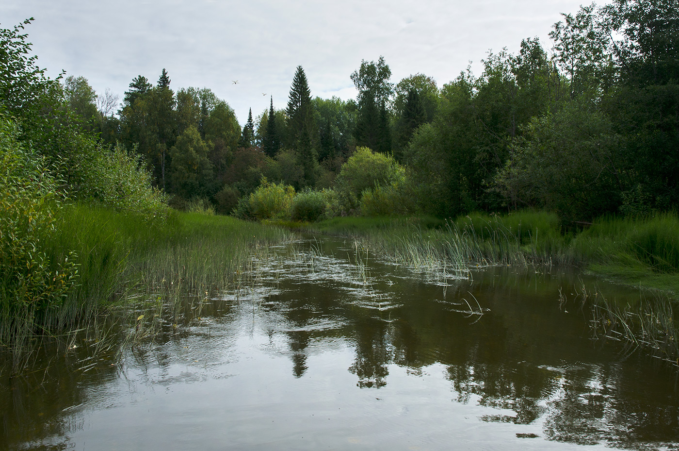 Окрестности посёлка Березники, изображение ландшафта.