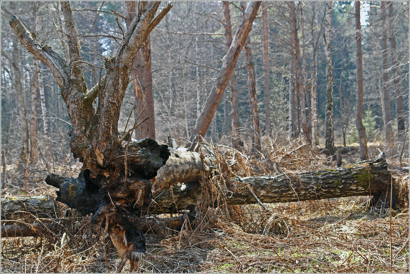 Окрестности Хрипани, image of landscape/habitat.