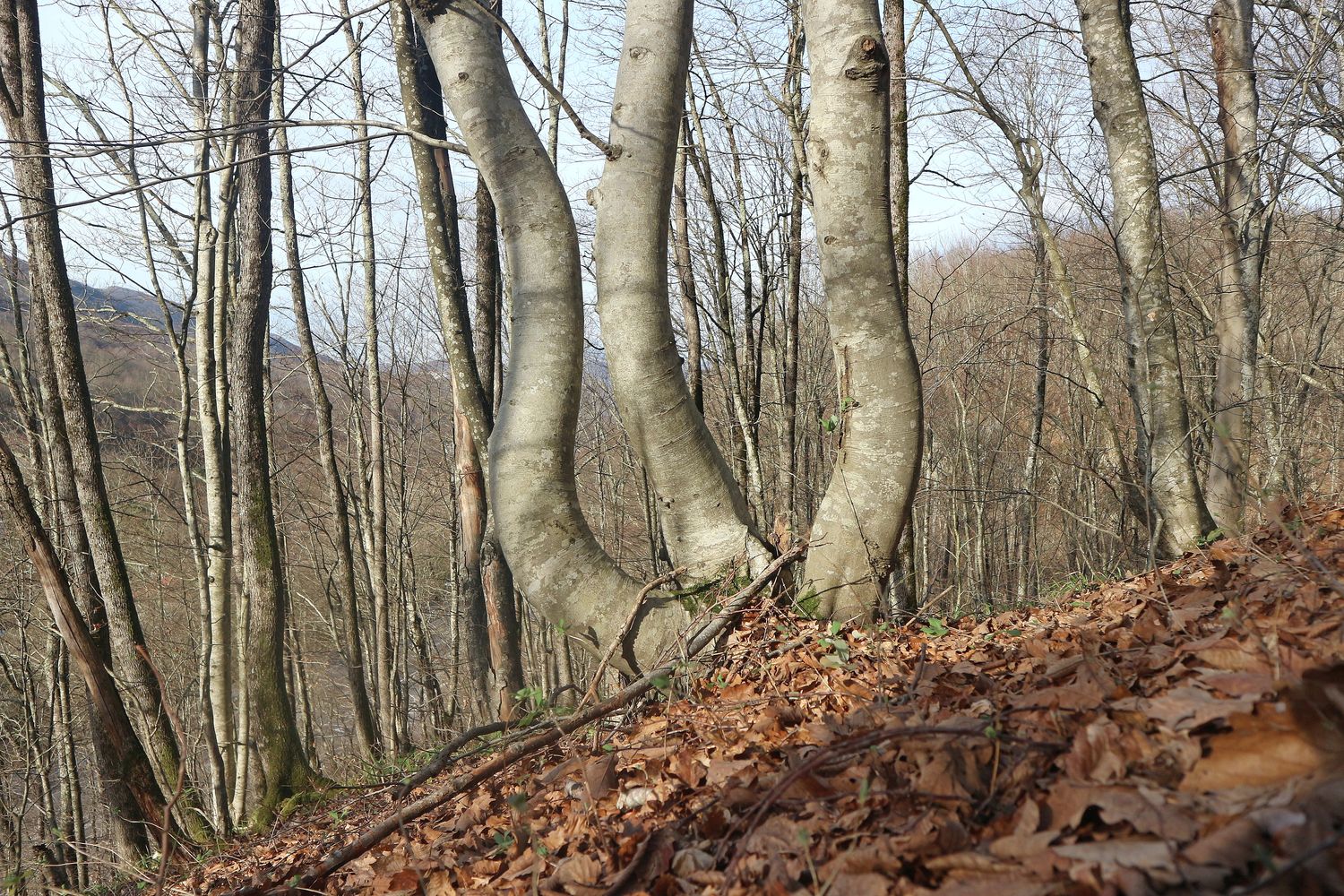 Темная щель (Мезыбская), image of landscape/habitat.