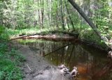 Заповедник "Кологривский лес", image of landscape/habitat.