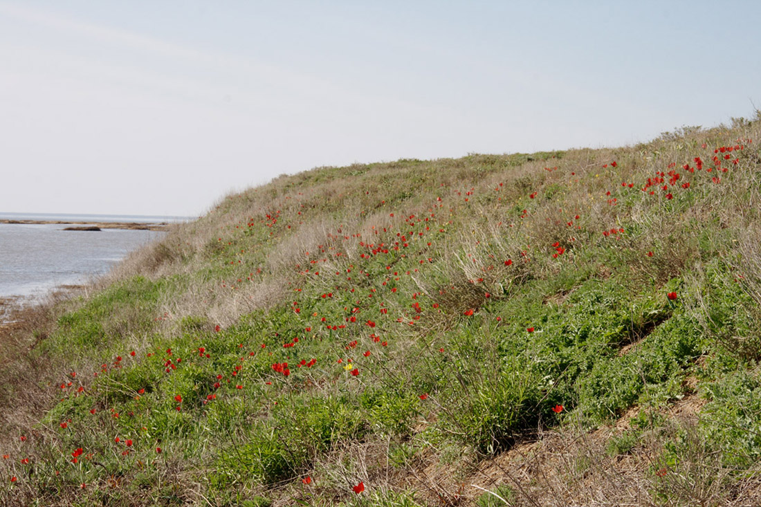 Эльтон, image of landscape/habitat.