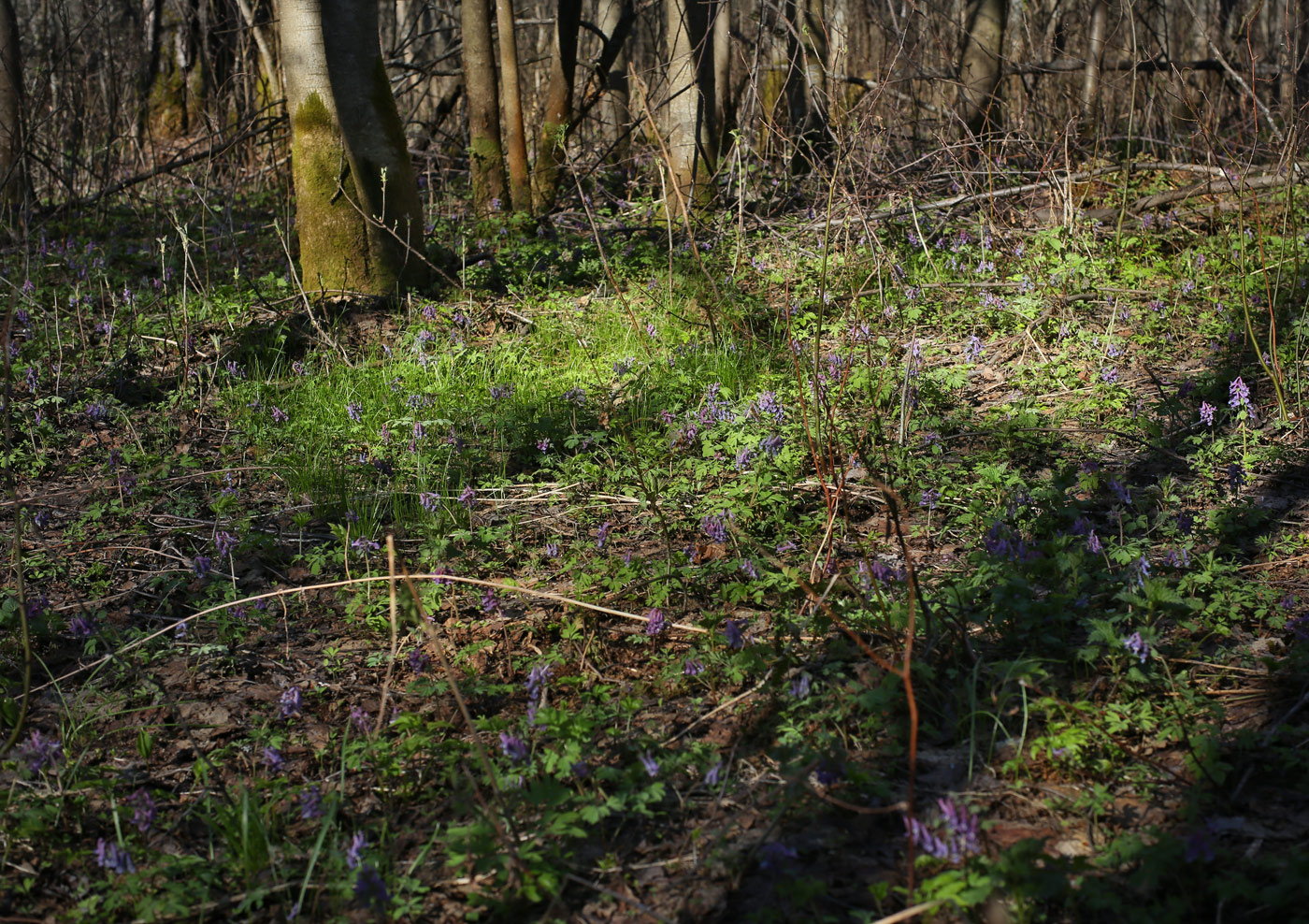 Низовья Косьвы, image of landscape/habitat.