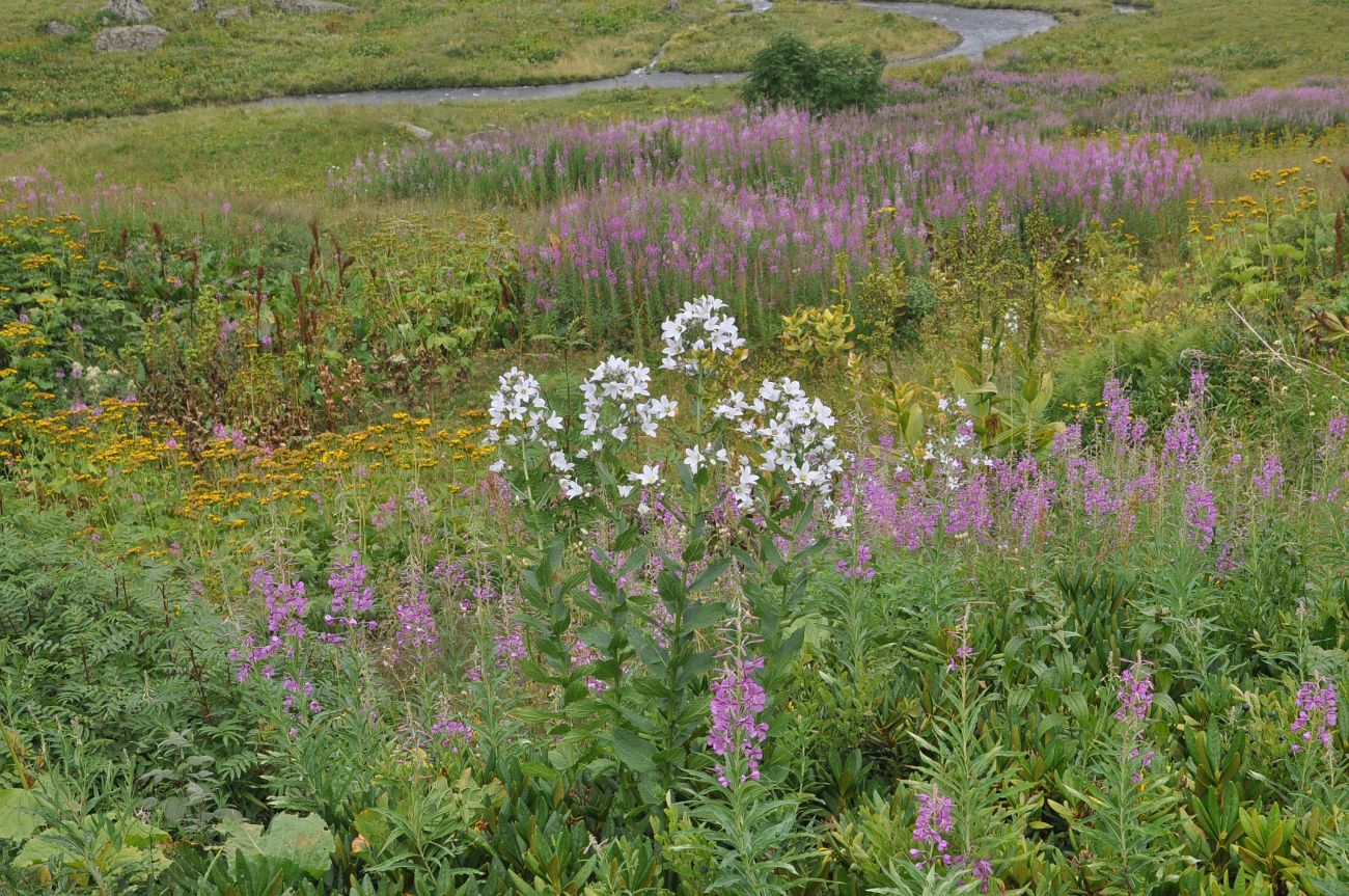 Долина реки Вулелаури, image of landscape/habitat.