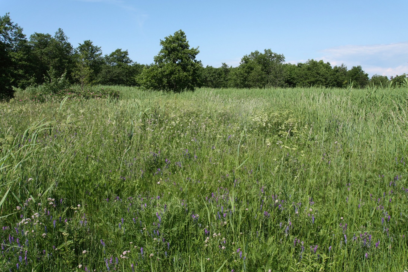 Шепелёвский маяк, image of landscape/habitat.