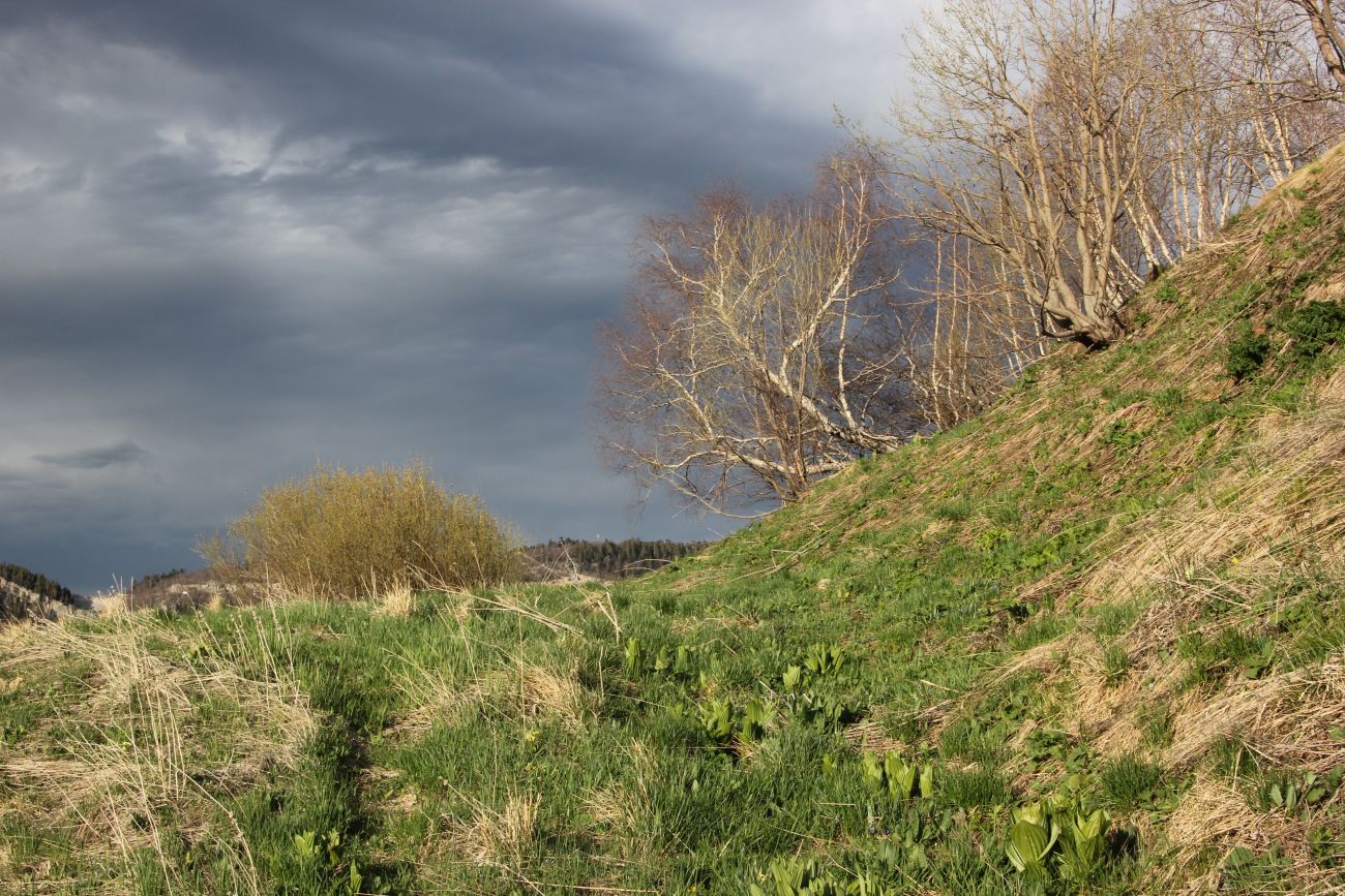 Окрестности ручья Молочка, image of landscape/habitat.