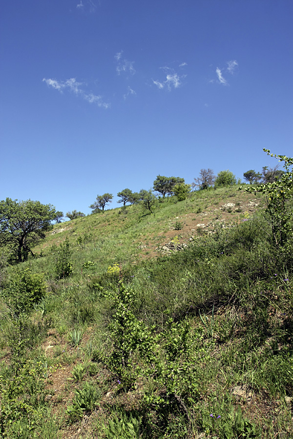 Ущелье Кенозен, image of landscape/habitat.