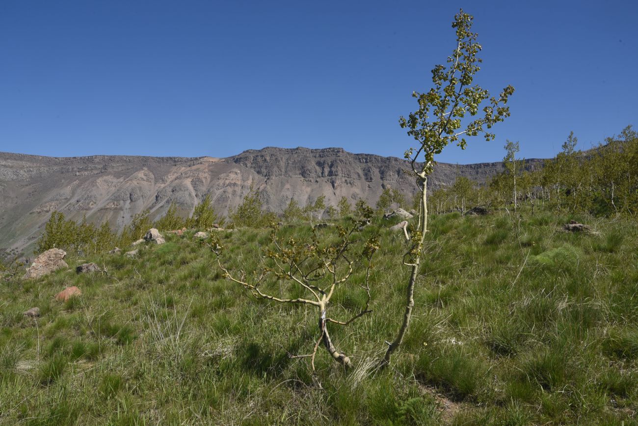 Сырт Ташбурун, image of landscape/habitat.