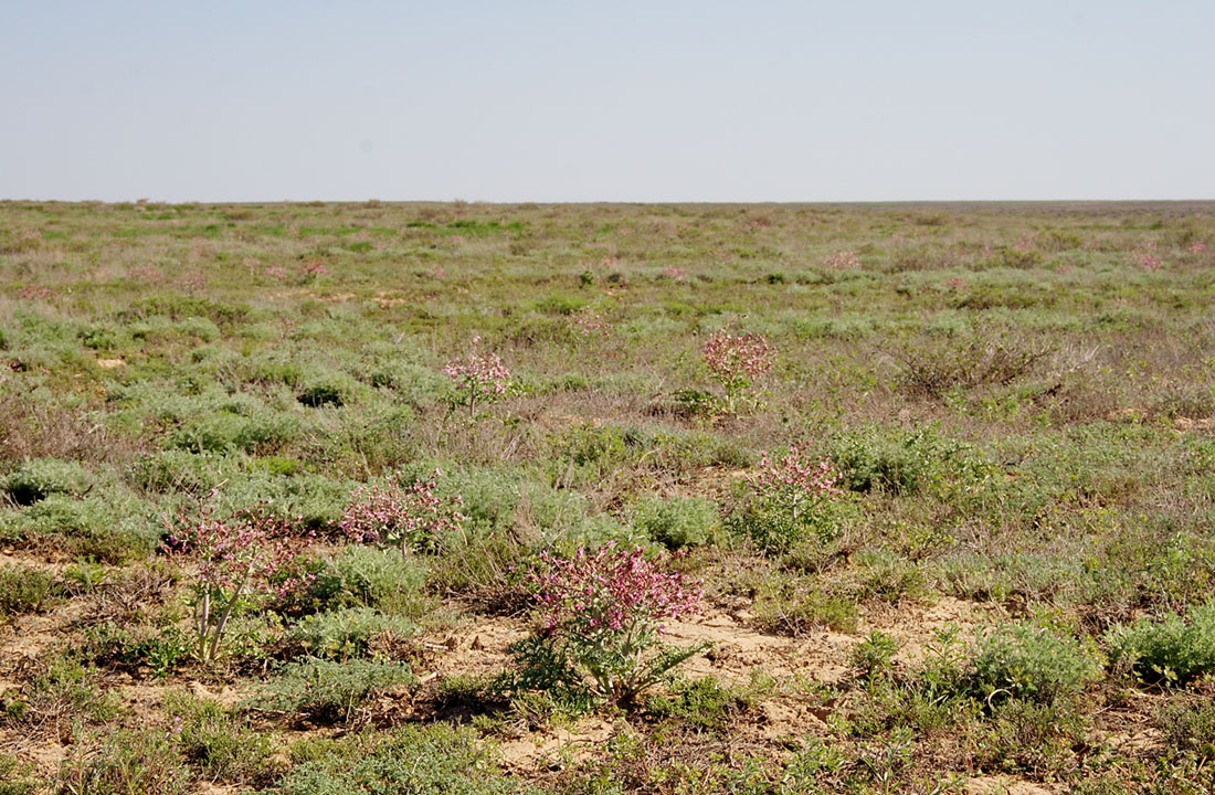 Эльтон, image of landscape/habitat.