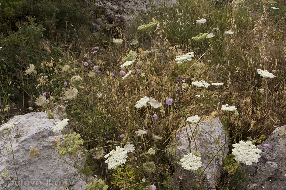 Санта Мария ди Леука, image of landscape/habitat.