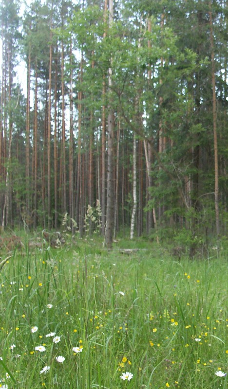 Болото Дубоемский Мох, image of landscape/habitat.