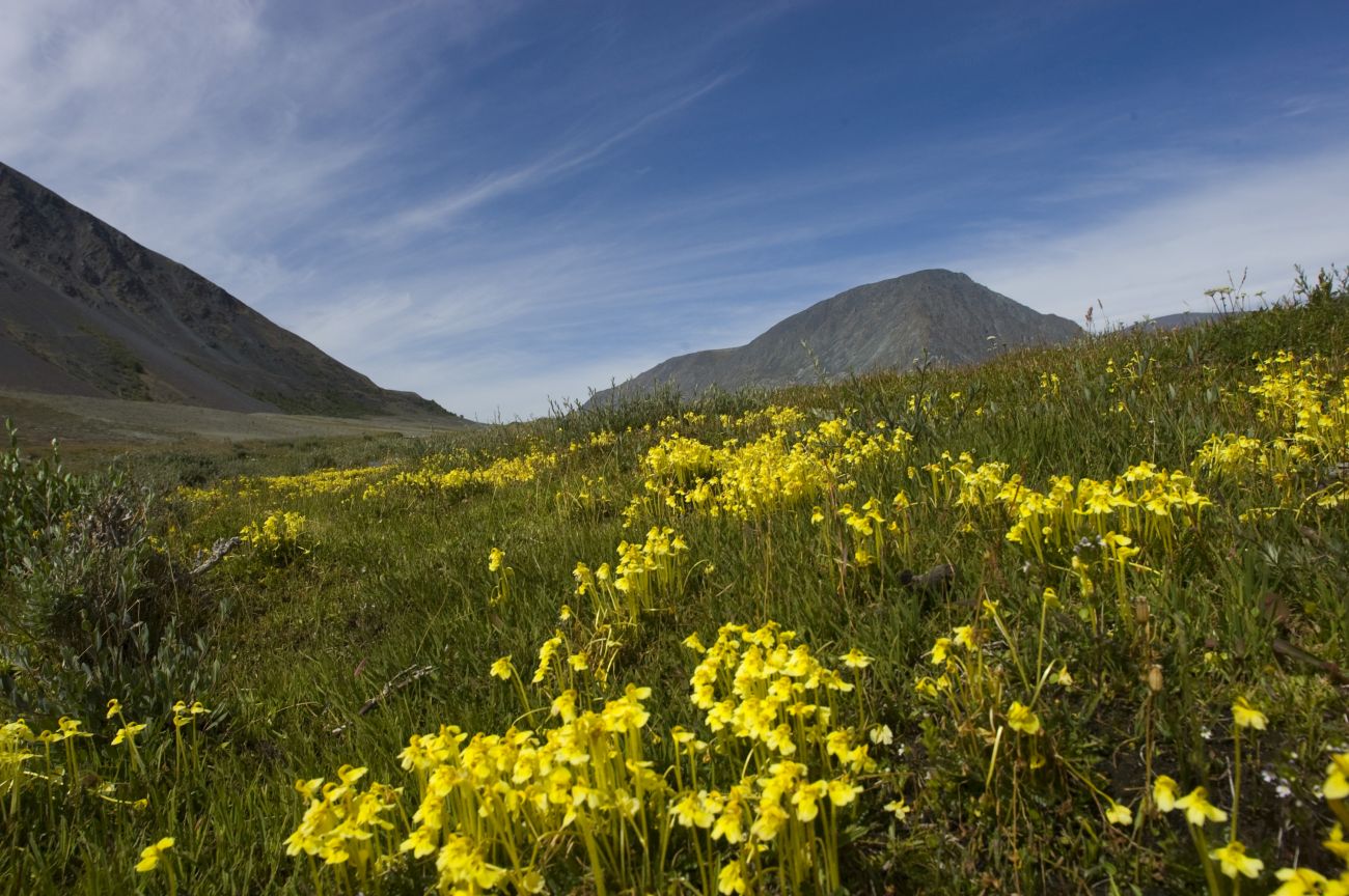 Устье Налиа-Гол, image of landscape/habitat.
