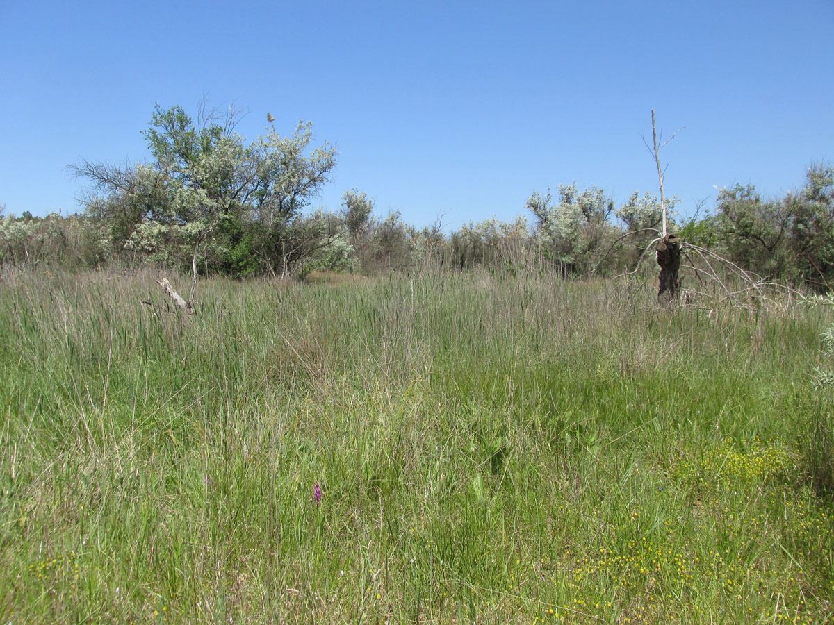 Окрестности Песочного, image of landscape/habitat.