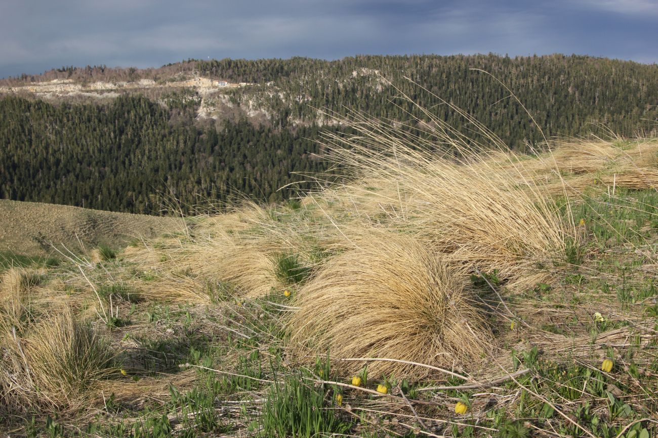 Окрестности ручья Молочка, image of landscape/habitat.