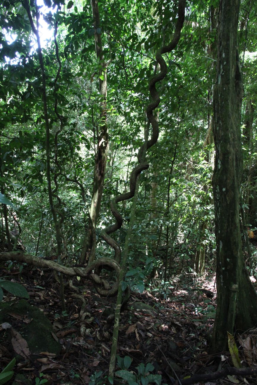 Окрестности лагеря "Lupa Masa", image of landscape/habitat.
