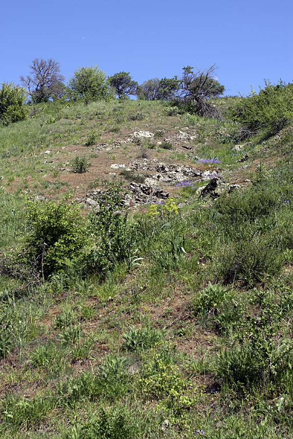 Ущелье Кенозен, image of landscape/habitat.