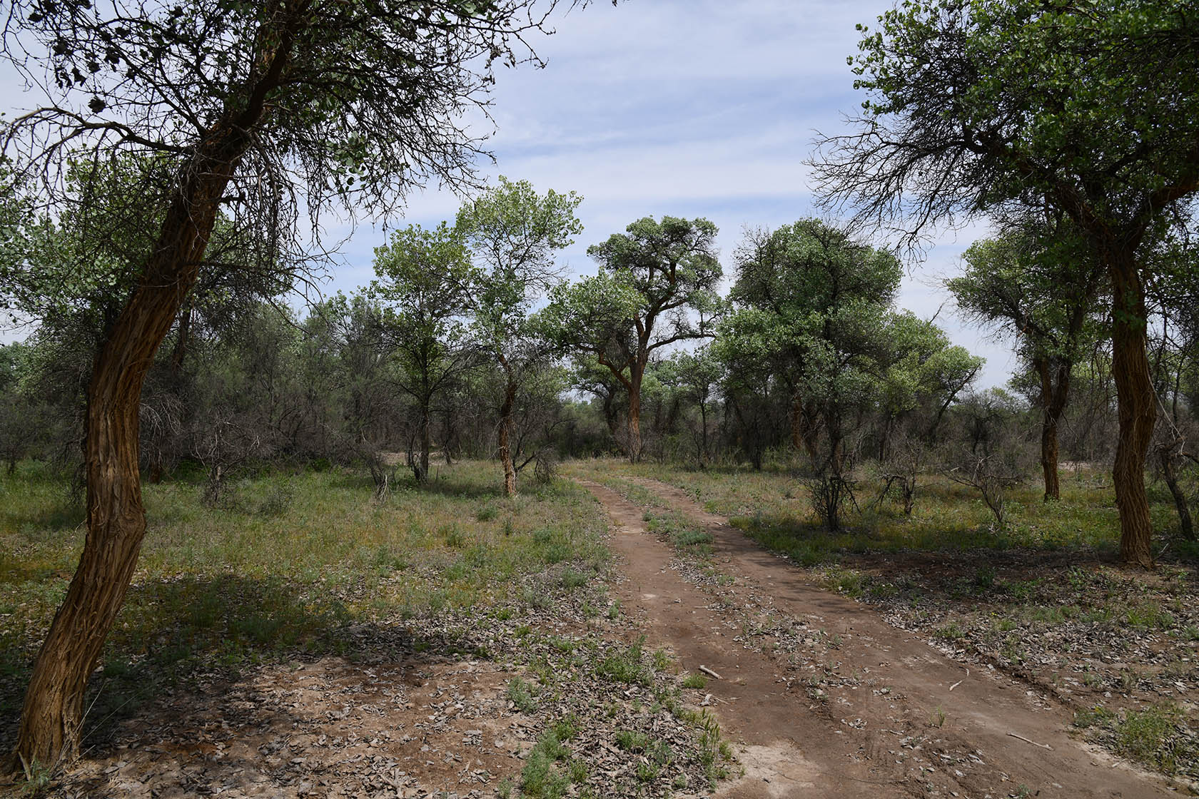 "Королевская дача", image of landscape/habitat.