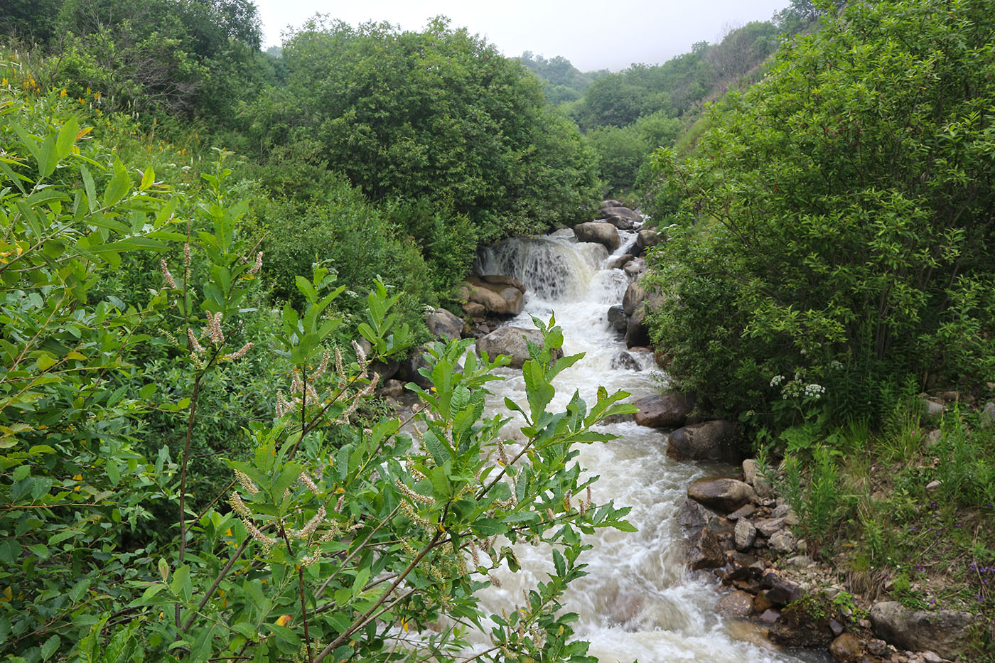 Чайнашки, image of landscape/habitat.