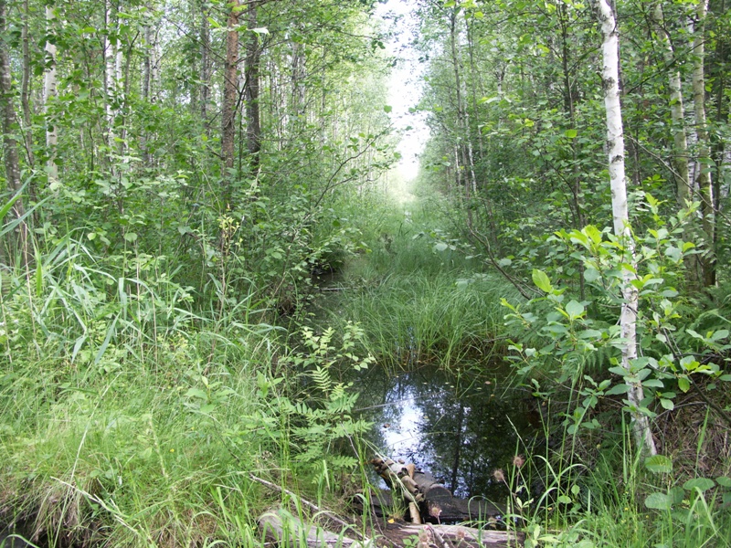 Болото Дубоемский Мох, image of landscape/habitat.