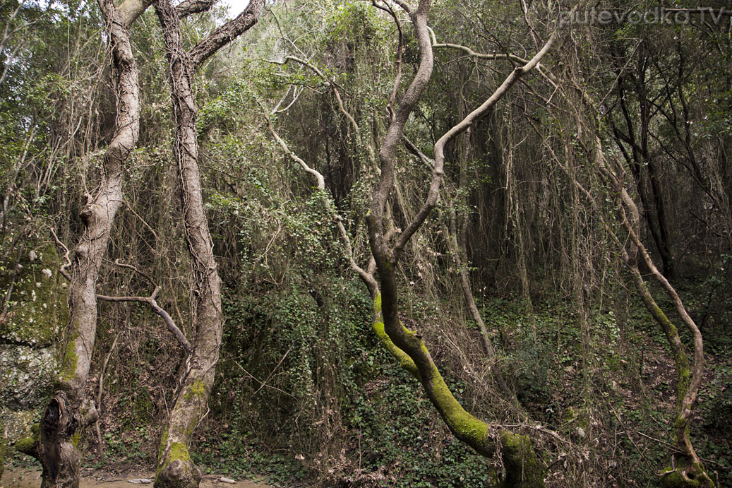 Ущелье Фарангаки Перистерия, image of landscape/habitat.