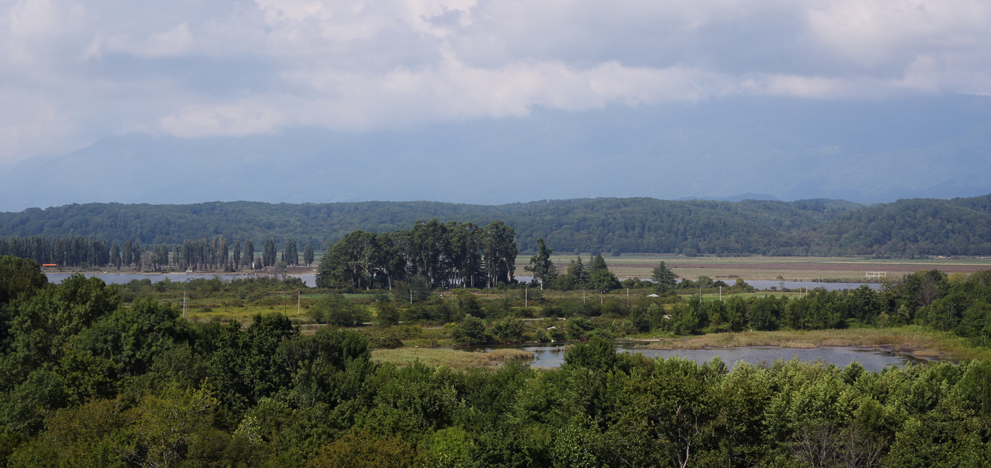 Пицунда, image of landscape/habitat.