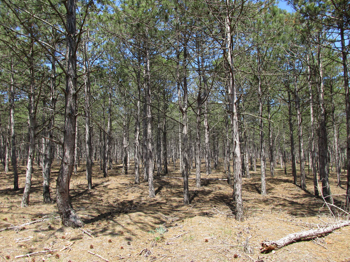 Окрестности Песочного, image of landscape/habitat.