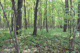 Битцевский лес, image of landscape/habitat.